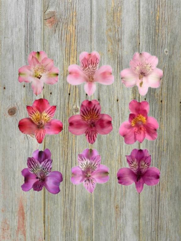 MOTHER`S DAY 2026   ASSORTED ALSTROEMERIA